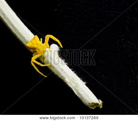 Ragno giallo sul gambo