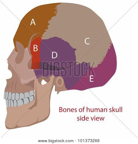 bones of human head