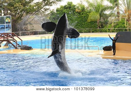 Orca whale show in Loro Park in Puerto de la Cruz on Tenerife