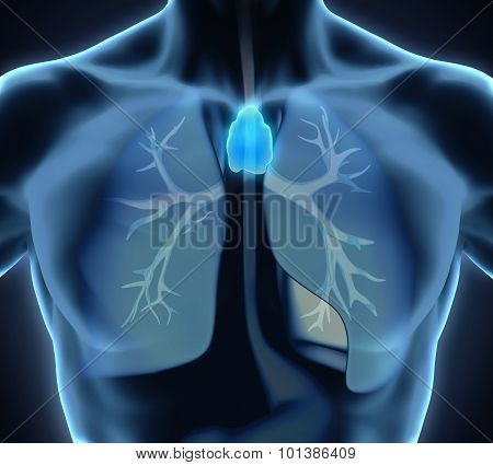 Human Thymus Anatomy