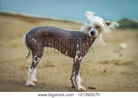 Chinese Crested Dog sitting on green grass.