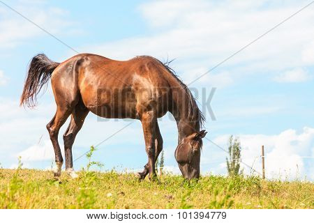 Majestic Graceful Brown Horse In Meadow.