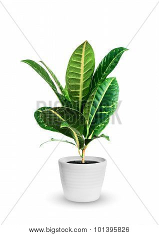 Young Croton (codieum) A Potted Plant Isolated Over White