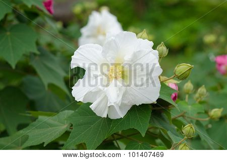 Confederate Rose Flower ( Hibiscus Mutabilis)