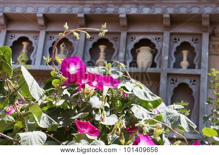 Purple Flower In Front Of Old Vases