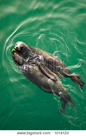 Sealions