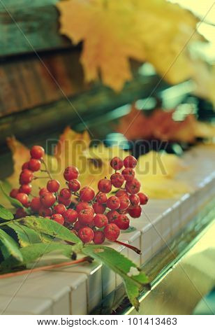 Maple Leaves On A Piano