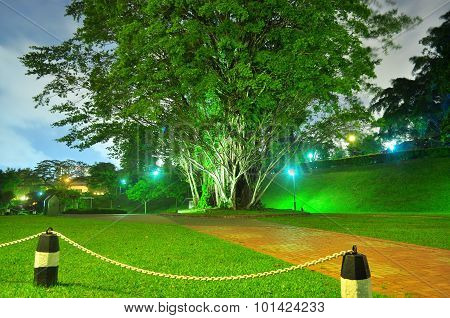 Big tree at a park by night