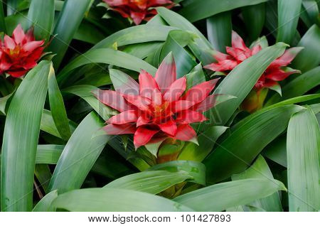 red pineapple flower