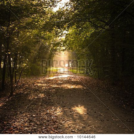 Percorso In autunno con le foglie cadute e Lightrays