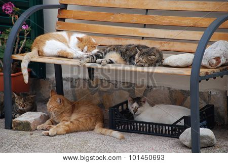 sleeping cats