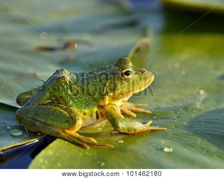 Green Frog