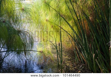 Papyrus Plant Of Syracuse