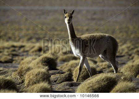 Vikunna Encestor Lama og Alpaca