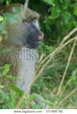 The Joyful Baboon's Portrait