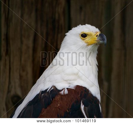 African Fish Eagle Close-up