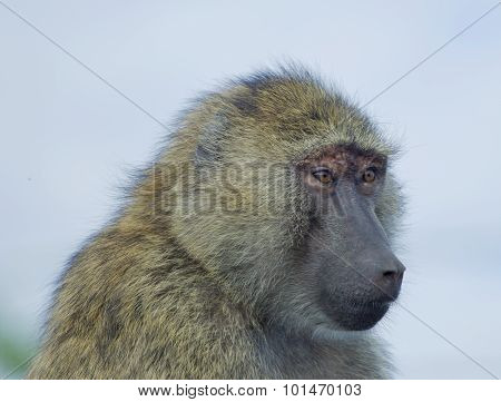 The Surprised Baboon