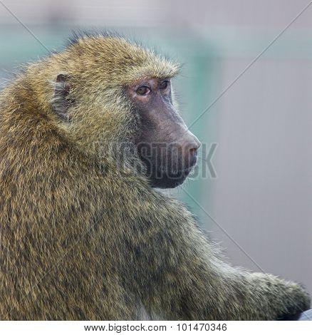 Funny Baboon Turns Back