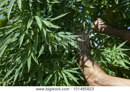 Checking The Marijuana Plantation