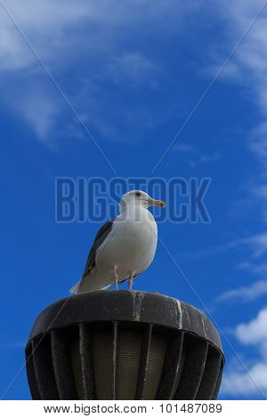 California Gull (Larus californicus) perched on a light at the beach