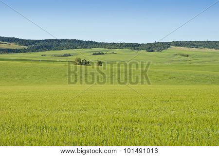 Alpine Farm