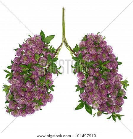 Healthy lungs