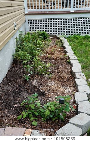 Raspberry Plants