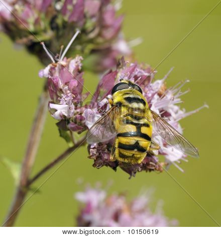 Pestřenky - Myathropa florea