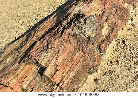 Petrified Forest, Namibia