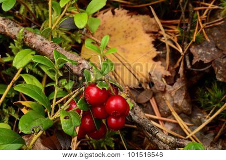 Lingonberry Red Berries On A Branch On A Background Of Yellow Fallen Leaves