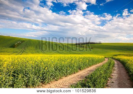 Colorful Valle - Yellow flowering fields and ground road overlooking blye sky, spring