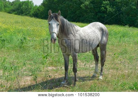 Home horse on a green field