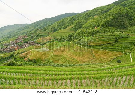 Longsheng rice terraces guilin china landscape