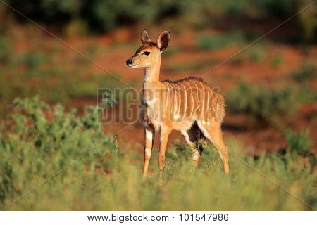 Young Nyala antelope (Tragelaphus angasii) in natural habitat, Mokala National Park, South Africa