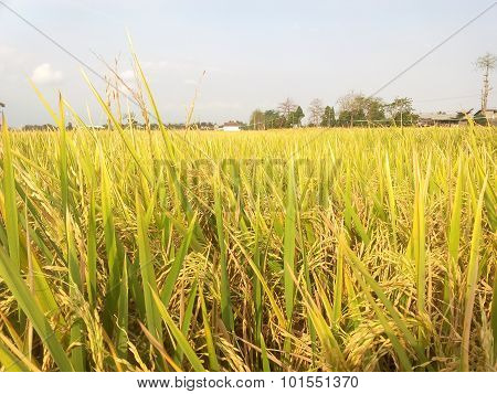 Rice farming