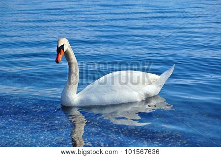 Picture of a Swan in a Lke Ohrid Macedonia