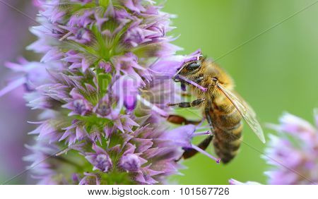 Bee Pollinating Prunella Flower
