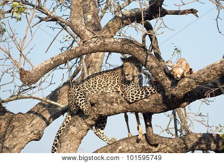 Leopard Feeding On Impala