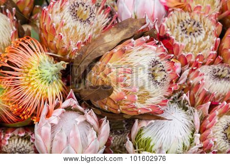 Protea Flowers. King Protea (Protea cynaroides). Madeira Island Portugal.