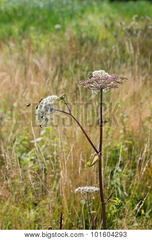 Blooming Wild Flower