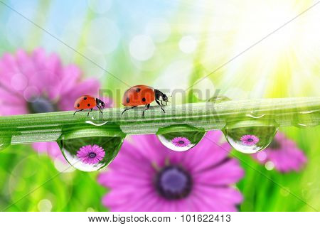 Flowers in the drops of dew on the green grass and ladybirds. Nature background.
