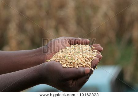 Mietitura del grano