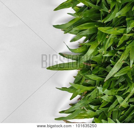 Grass On White Background