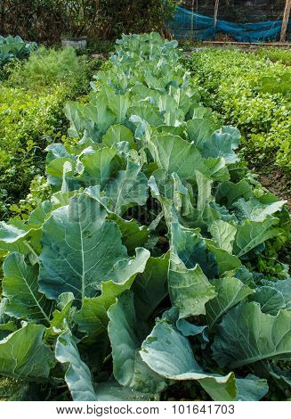 Kale Plants