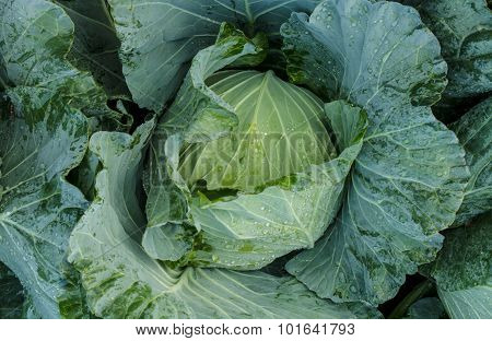 Head Of Cabbage
