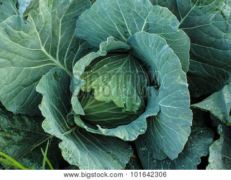 Head Of Cabbage