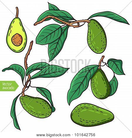 Avocado fruit