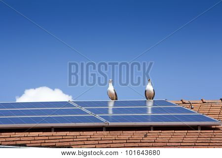 Solar  Energy