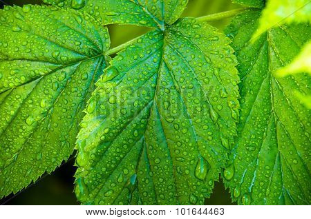 The Leaves Are Wet Raspberry Bush
