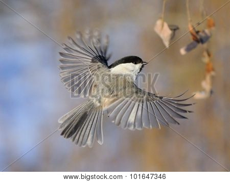 Flying Willow Tit With Open Wings